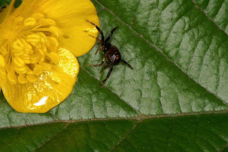 Synaema_globosum_D4920_Z_85_Les Gris_Frankrijk.jpg